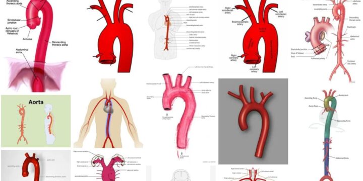 Meaning of Aorta